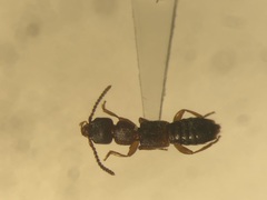 Sunius confluentus