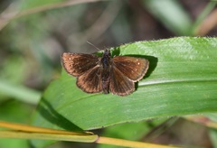 Piruna brunnea