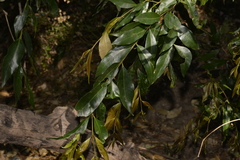 Syzygium floribundum