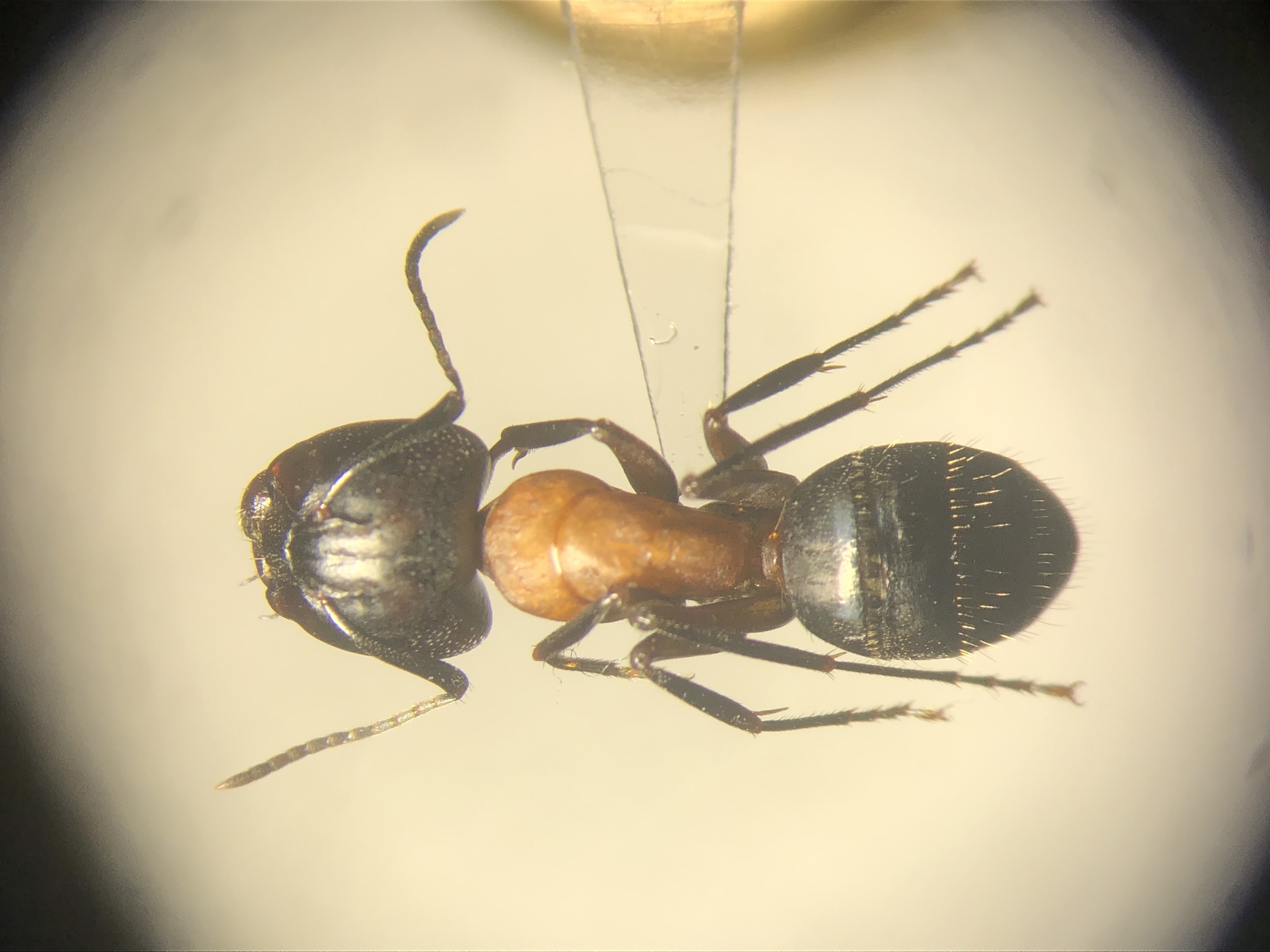 Camponotus novaeboracensis