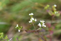 Stevia incognita