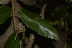 Syzygium floribundum