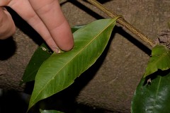 Syzygium floribundum