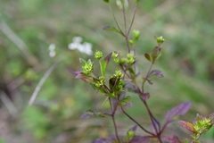 Stevia incognita