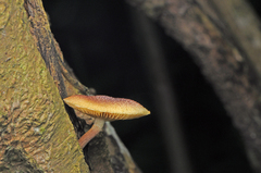 Gymnopilus purpureosquamulosus