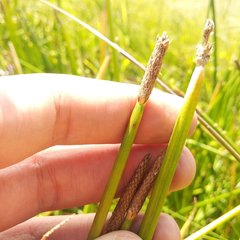 Eleocharis densa