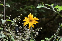 Tithonia tubaeformis