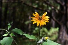 Tithonia tubaeformis