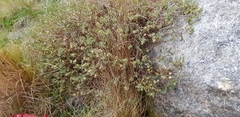 Pimelea declivis