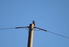 Buteo jamaicensis