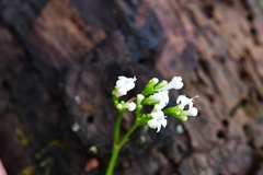Valeriana deltoidea