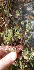 Pimelea declivis