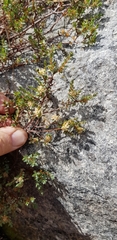 Pimelea declivis