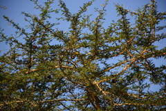 Zosterops flavilateralis flavilateralis