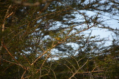 Zosterops flavilateralis flavilateralis