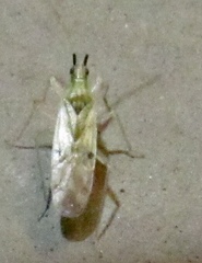 Macrolophus praeclarus