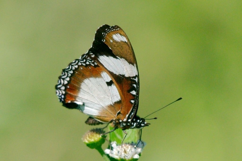 Danaid Eggfly