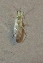 Macrolophus praeclarus