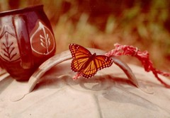 Limenitis archippus watsoni