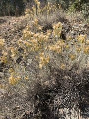 Ericameria nauseosa speciosa