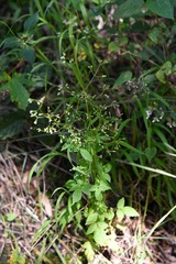 Valeriana sorbifolia