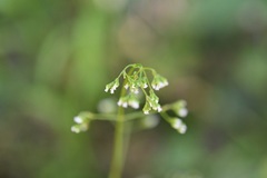 Valeriana sorbifolia