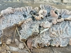 Auricularia brasiliana