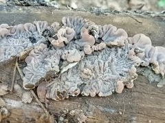 Auricularia brasiliana