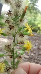 Hieracium venosum