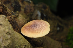 Gymnopilus purpureosquamulosus