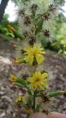 Hieracium venosum