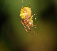 Araneus circulissparsus