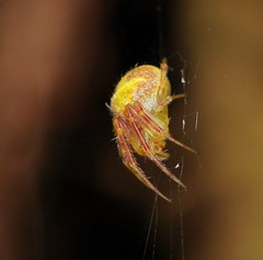 Araneus circulissparsus