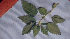 Urtica dioica