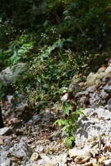 Valeriana sorbifolia