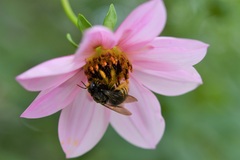 Xylocopa tabaniformis sylvicola