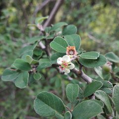 Malacomeles denticulata