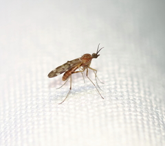 Sylvicola alternatus