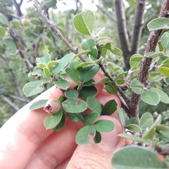 Malacomeles denticulata