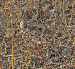 Dissosteira spurcata