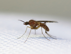 Sylvicola alternatus