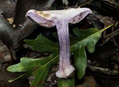 Cortinarius argenteopileatus