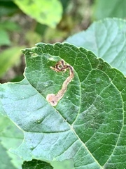 Phytomyza ilicis group