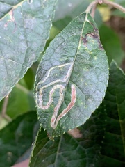 Phytomyza ilicis group