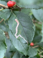 Phytomyza ilicis group