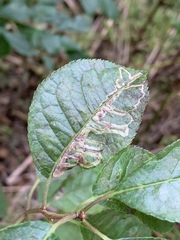 Phytomyza ilicis group