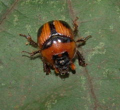 Bolbocerosoma confusum