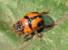 Bolbocerosoma confusum
