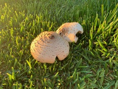 Chlorophyllum molybdites