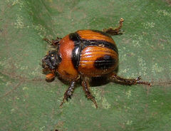 Bolbocerosoma confusum